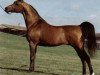 stallion Menes 1977 ox (Arabian thoroughbred, 1977, from Nabeg 1966 ox)