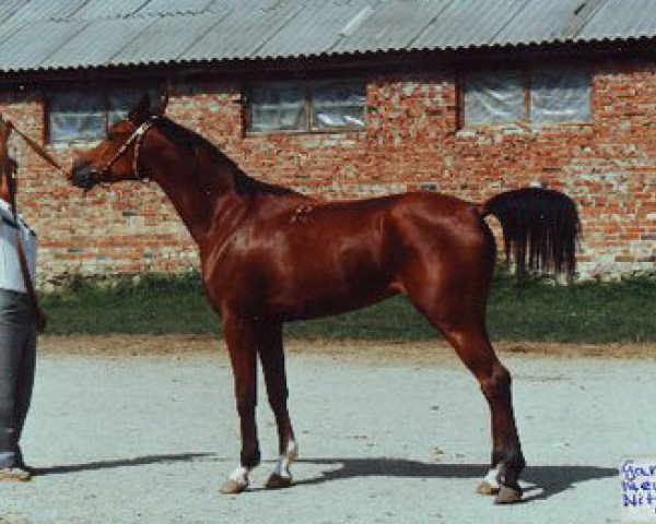 broodmare Gardina ox (Arabian thoroughbred, 1984, from Menes 1977 ox)