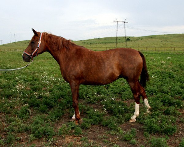 broodmare Valensia ox (Arabian thoroughbred, 2000, from Nougatin 1994 ox)