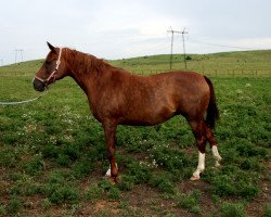 Zuchtstute Valensia ox (Vollblutaraber, 2000, von Nougatin 1994 ox)