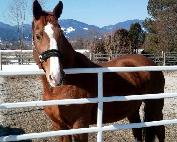 Pferd Dakotasquaw (Mecklenburger, 1992, von Dakota II)