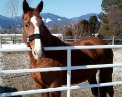 horse Dakotasquaw (Mecklenburg, 1992, from Dakota II)