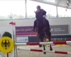 Springpferd Burnout (Belgisches Warmblut, 2007)