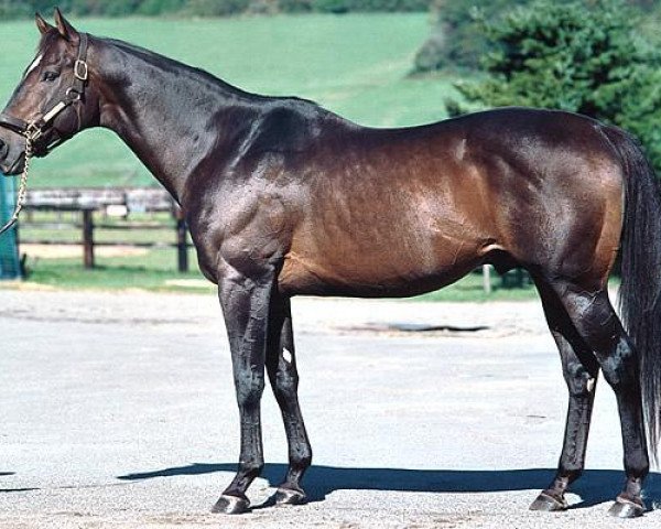 stallion Diablo xx (Thoroughbred, 1987, from Devil's Bag xx)