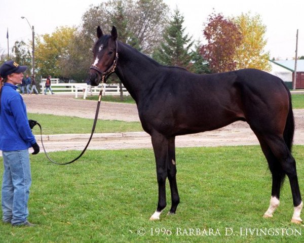 stallion Ordway xx (Thoroughbred, 1994, from Salt Lake xx)
