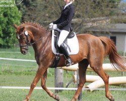 dressage horse Zeder 2 (Brandenburg, 2001, from Zahib ox)