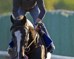 horse Mentor Cane xx (Thoroughbred, 2010, from Mizzen Mast xx)