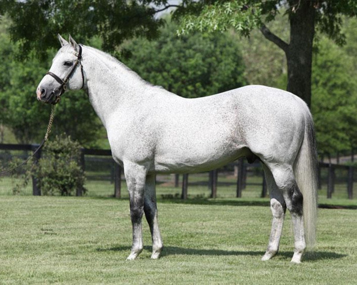 stallion Mizzen Mast xx (Thoroughbred, 1998, from Cozzene xx)