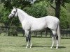 stallion Mizzen Mast xx (Thoroughbred, 1998, from Cozzene xx)