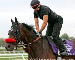 horse Maryfield xx (Thoroughbred, 2001, from Elusive Quality xx)