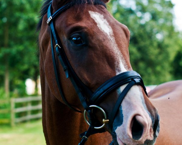 jumper Catch me if you Can 2 (German Sport Horse, 2009, from Codec)