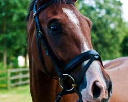 jumper Catch me if you Can 2 (German Sport Horse, 2009, from Codec)