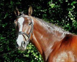 broodmare Z-Pauline (Holsteiner, 2007, from Caretino)