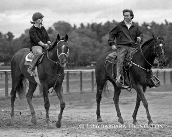 stallion Talinum xx (Thoroughbred, 1984, from Alydar xx)