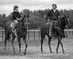 stallion Talinum xx (Thoroughbred, 1984, from Alydar xx)