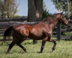 stallion Gulch xx (Thoroughbred, 1984, from Mr. Prospector xx)