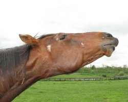 stallion Ogygian xx (Thoroughbred, 1983, from Damascus xx)