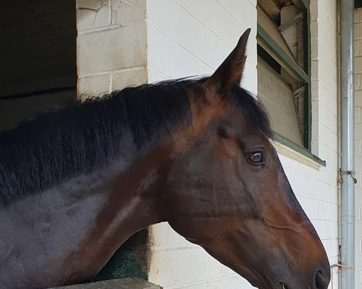 dressage horse Wonderful Soulmate (Trakehner, 2016, from Ovaro)