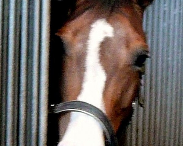 broodmare Toskana 38 (Holsteiner, 2003, from Chello I)