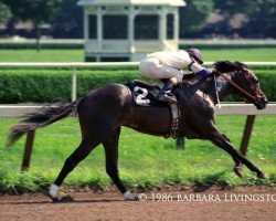 stallion Cryptoclearance xx (Thoroughbred, 1984, from Fappiano xx)