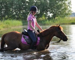 dressage horse Pedro 961 (German Riding Pony, 1996)