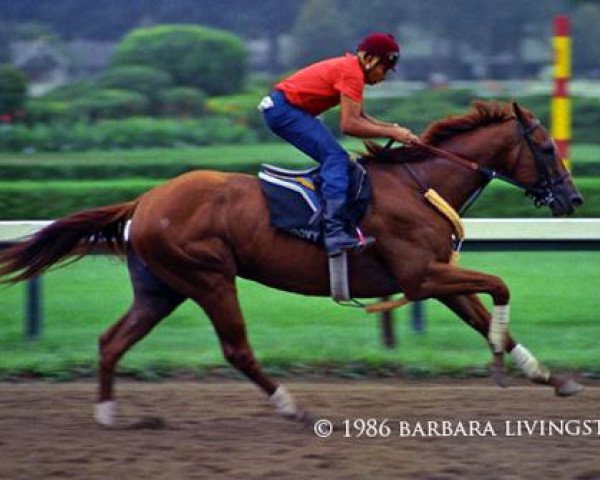 stallion Groovy xx (Thoroughbred, 1983, from Norcliffe xx)