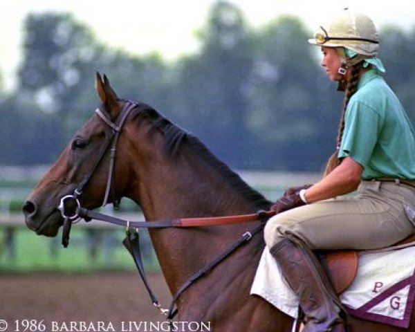 stallion Wise Times xx (Thoroughbred, 1983, from Mr. Leader xx)