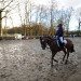 dressage horse Valentino van de Manuhoeve (Nederlands Welsh Ridepony, 2013, from Orchard Limb-Lopper)