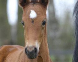 broodmare Paloma M. (Hanoverian, 2013, from Perigueux)