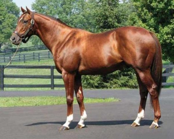 stallion Wagon Limit xx (Thoroughbred, 1994, from Conquistador Cielo xx)