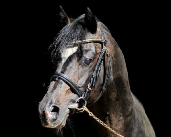 stallion Kelts Dupont (German Riding Pony, 1997, from De Merel´s Demis)