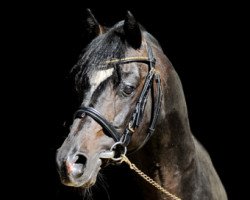 stallion Kelts Dupont (German Riding Pony, 1997, from De Merel´s Demis)