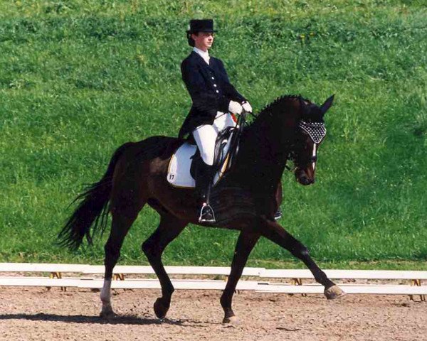 dressage horse Angelo 177 (Hanoverian, 1989, from Akut)