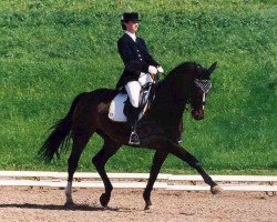 dressage horse Angelo 177 (Hanoverian, 1989, from Akut)