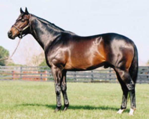 stallion Put It Back xx (Thoroughbred, 1998, from Honour And Glory xx)