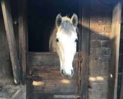 horse Leon (Little German Riding Horse, 2016)