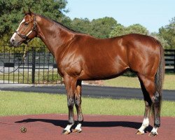 stallion Keyed Entry xx (Thoroughbred, 2003, from Honour And Glory xx)