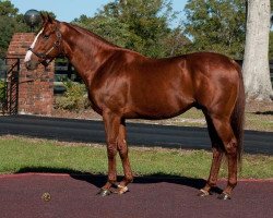 stallion Forty Grams xx (Thoroughbred, 2004, from Distorted Humor xx)