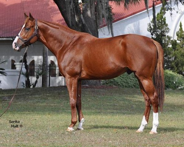 stallion Backtalk xx (Thoroughbred, 2007, from Smarty Jones xx)