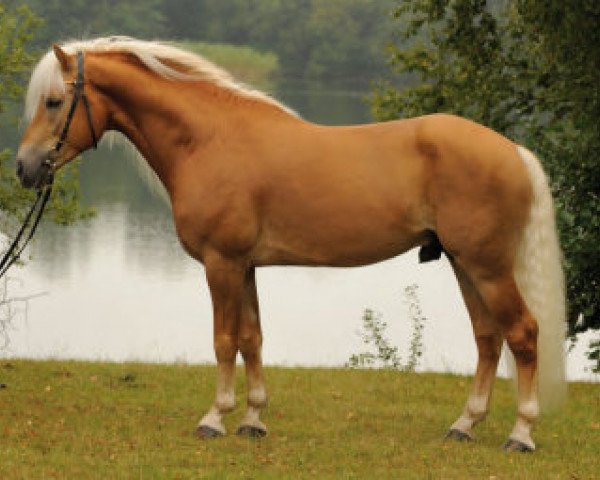 stallion Maisturm (Haflinger, 2005, from Maifürst)