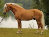 stallion Maisturm (Haflinger, 2005, from Maifürst)