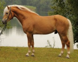 Deckhengst Maisturm (Haflinger, 2005, von Maifürst)