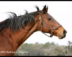 broodmare North Of Eden xx (Thoroughbred, 1983, from Northfields xx)