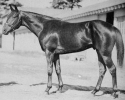 stallion Cosmic Bomb xx (Thoroughbred, 1944, from Pharamond II xx)