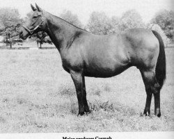 broodmare Cosmah xx (Thoroughbred, 1953, from Cosmic Bomb xx)