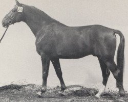 stallion Silberpfeil (Westphalian, 1978, from Silvester)