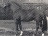 stallion Ehrenfried (Hanoverian, 1966, from Ehrenschild)