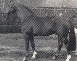 stallion Ehrenfried (Hanoverian, 1966, from Ehrenschild)