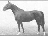 horse Ita (Trakehner, 1936, from Pirol)