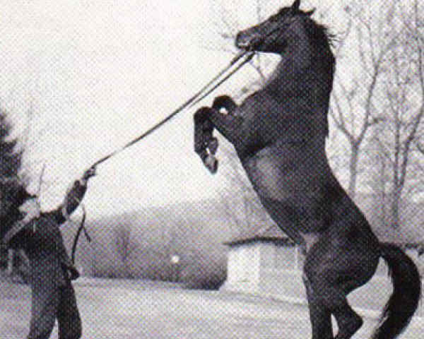 stallion Ilex (Trakehner, 1965, from Anteil)